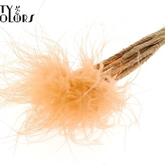 QC Gedroogd Stipa Vedergras | Kleur: Pastel Zalmkleurig | Stypha Penata Droogbloemen | Lengte ± 60 centimeter | 10 pluimpjes per bos | Per bos