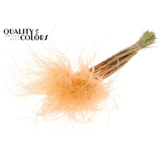 QC Getrocknetes Stipa-Federgras | Farbe: Pastell Lachsfarben | Stypha Penata Trockenblumen | Länge ± 60 Zentimeter | 10 Wedel pro Bund | Pro Bund