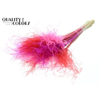 QC Gedroogd Stipa Vedergras “Love Mix” | Kleur: Gemengde Kleuren | Stypha Penata Droogbloemen | Lengte ± 60 centimeter | 10 pluimpjes per bos | Per bos