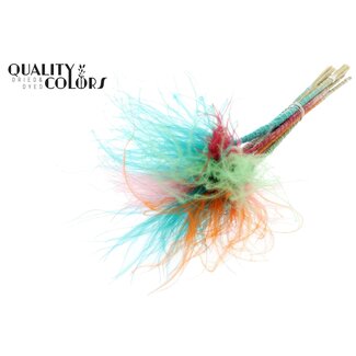 QC Dried Stipa Feather Grass “Summer Sorbet” | Colour: Mixed Colours | Stypha Penata Dried Flowers | Length ± 60 centimetres | 10 plumes per bunch | Per bunch