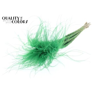 QC Gedroogd Stipa Vedergras | Kleur: Pastelgroen | Stypha Penata Droogbloemen | Lengte ± 60 centimeter | 10 pluimpjes per bos | Per bos