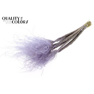 QC Gedroogd Stipa Vedergras | Kleur: Pastel Milkapaars | Stypha Penata Droogbloemen | Lengte ± 60 centimeter | 10 pluimpjes per bos | Per bos