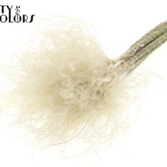 QC Herbe de la pampa séchée Stipa | Couleur : Blanc Naturel | Fleurs séchées Stypha Penata | Longueur ± 60 centimètres | 10 plumes par bouquet | Par bouquet