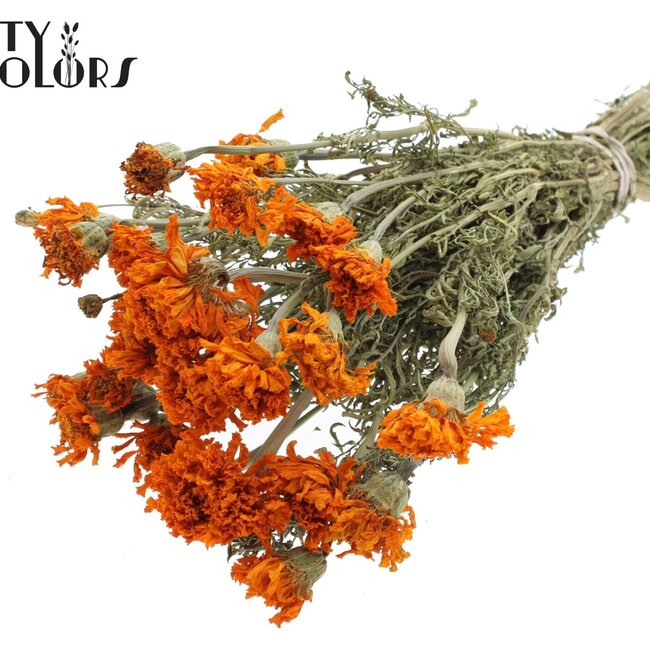 Gedroogde Afrikaantjes | Kleur: Naturelle Oranje | Tagetes Droogbloemen | Lengte ± 45 centimeter | Per bos