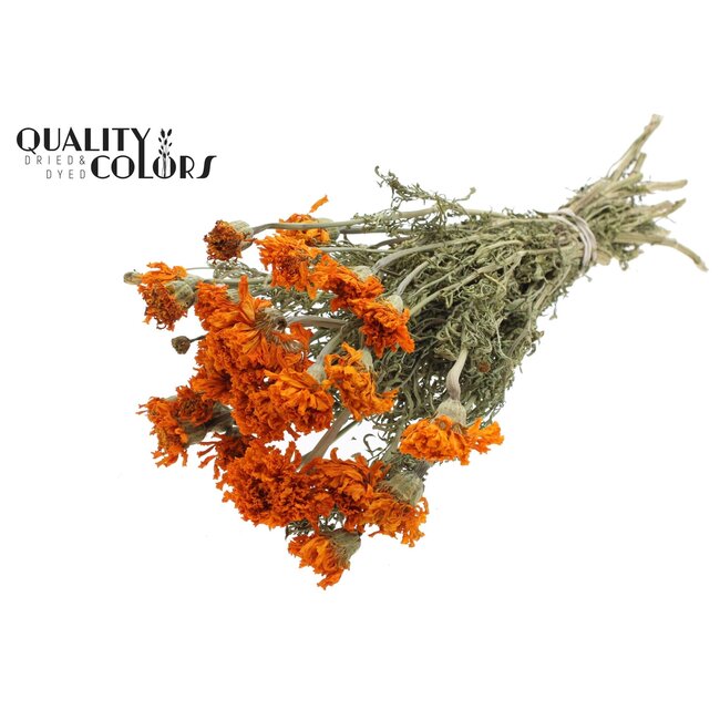 Soucis séchés | Couleur: Naturelle Orange | Tagetes Fleurs séchées | Longueur ± 45 centimeter | Par bouquet