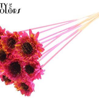 QC Shola Houten Madelief Zonnebloem op stok | Kleur: Gespetterd Kerskleurig Geel | Shola Daisy Sunflower Bijsteker | Diameter bloem 6 centimeter | Lengte bijsteker ± 50 centimeter | 10 bijstekers per bos