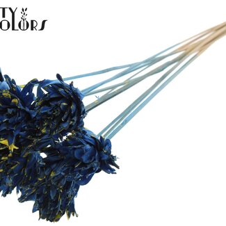 QC Shola Dennenhouten Flower on Stick | Colour: Speckled Blue Yellow | Shola Slice Pine Flower Stick | Flower Diameter 6 centimetres | Length ± 50 centimetres | 10 flower sticks per bunch