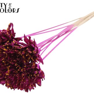 QC Shola Pine Flower on Stick | Colour: Speckled Lilac Yellow | Shola Slice Pine Stick | Flower Diameter 6 centimetres | Length ± 50 centimetres | 10 sticks per bunch