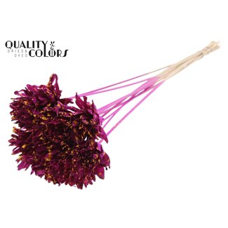 QC Shola flower on stem | Colour: Speckled lilac-coloured yellow | Shola Slice Pine | Diameter 6 centimeter | Length ± 50 centimeter | 10 picks per bunch  | Per bunch