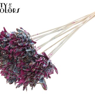 QC Shola Dennenhouten Flower on a Stick | Colour: Speckled Light Blue Cherry Colour | Shola Slice Pine Pick | Flower Diameter 6 centimetres | Length ± 50 centimetres | 10 picks per bunch