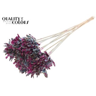 QC Shola Blume am Stiel | Farbe: Gesprenkelt Hellblau Kirschfarben | Shola Slice Pine | Durchmesser 6 centimeter | Länge ± 50 centimeter | 10 Beistecker pro Bund  | Pro Bund