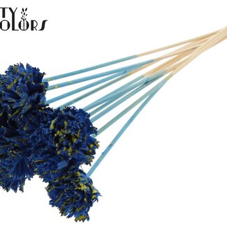 QC Shola Houten Karnish Flower on Stick | Colour: Speckled Blue Yellow | Shola Karnish Flower Stick | Flower Diameter 6 centimetres | Stick Length ± 50 centimetres | 10 sticks per bunch