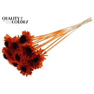 QC Shola Daisy Sunflower on stem | Colour: Multicoloured Spattered Orange Red | Shola Daisy Sunflower | Diameter 6 centimeter | Length ± 50 centimeter | 10 picks per bunch | Per bunch