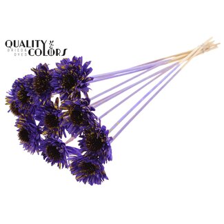 QC Shola Daisy Sunflower on stem | Colour: Speckled Purple Yellow | Shola Daisy Sunflower | Diameter 6 centimeter | Length ± 50 centimeter | 10 picks per bunch | Per bunch