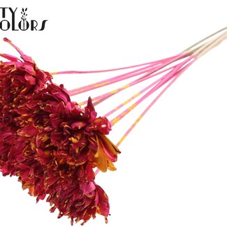 QC Shola Fleurs de Pin sur Tige | Couleur : Jaune Cerise Moucheté | Tranche de Shola Pin Piquet | Diamètre de la fleur 6 centimètres | Longueur du piquet ± 50 centimètres | 10 piquets par bouquet