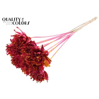 QC Fleur Shola sur tige | Couleur : Éclaboussée jaune couleur cerise | Shola Slice Pine | Diamètre 6 centimeter | Longueur ± 50 centimeter | 10 piques d'appoint par bouquet | Par bouquet