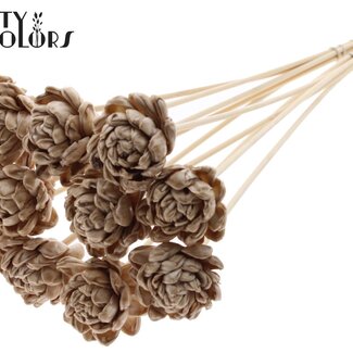 QC Shola Houten Roos op stok | Kleur: met was Beige | Shola New Beauty Rose Bijsteker | Diameter roos 6 centimeter | Lengte bijsteker ± 50 centimeter | 10 bijstekers per bos