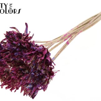 QC Shola Pine Flower on Stick | Colour: Multicoloured Cherry-Coloured Milkapurple | Shola Slice Pine Stick | Flower Diameter 6 centimetres | Stick Length ± 50 centimetres | 10 sticks per bunch