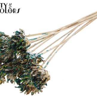 QC Shola Bloem op stok | Kleur: Meerkleurig Groen Geel | Shola Slice Pine | Diameter 6 centimeter | Lengte ± 50 centimeter | 10 bijstekers per bos | Per bos