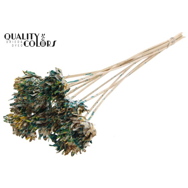 Fleur Shola sur tige | Couleur: Multicolore Vert Jaune | Shola Slice Pine | Diamètre 6 centimeter | Longueur ± 50 centimeter | 10 tiges d'appoint par bouquet | Par bouquet