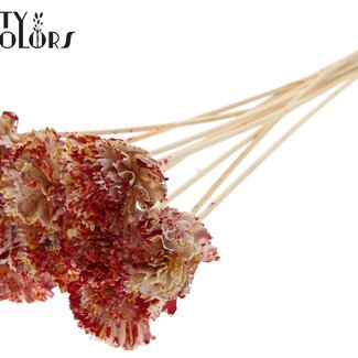 QC Shola Karnish Blume am Stiel | Farbe: Mehrfarbig Rot Gelb | Durchmesser 6 centimeter | Länge ± 50 centimeter | 10 Beistecker pro Bund | Pro Bund