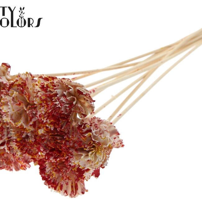 Shola Karnish Fleur sur tige | Couleur: Multicolore Rouge Jaune | Diamètre 6 centimeter | Longueur ± 50 centimeter | 10 tiges de renfort par botte | Par botte