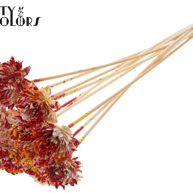 Shola Houten Zinnia sur tige | Couleur : Multicolore Rouge Jaune | Shola Zinia Piquet décoratif | Diamètre de la fleur 6 centimètres | Longueur du piquet ± 50 centimètres | 10 piquets par bouquet