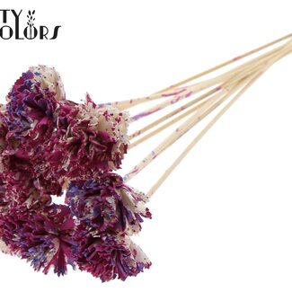 QC Shola Karnish Blume am Stiel | Farbe: Mehrfarbig kirschenfarben milchviolett | Durchmesser 6 centimeter | Länge ± 50 centimeter | 10 Beistecker pro Bund | Pro Bund