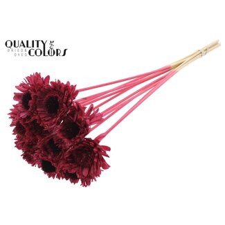 QC Shola Madelief Zonnebloem op stok | Kleur: Bordeauxrood | Shola Daisy Sunflower | Diameter 6 centimeter | Lengte ± 50 centimeter | 10 bijstekers per bos | Per bos