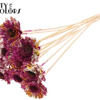 QC Shola Wooden Daisy Sunflower on stick | Colour: Multicoloured Cherry Yellow | Shola Daisy Sunflower Stick | Flower diameter 6 centimetres | Stick length ± 50 centimetres | 10 sticks per bunch