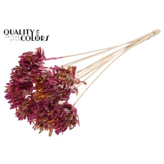 QC Shola-Blume am Stiel | Farbe: Mehrfarbig Kirschfarben Gelb | Shola Slice Pine | Durchmesser 6 centimeter | Länge ± 50 centimeter | 10 Blumenstecker pro Bund | Pro Bund
