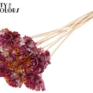 QC Shola Houten Karnish Bloem op stok | Kleur: Meerkleurig Kerskleurig Geel | Shola Karnish Flower Bijsteker | Diameter bloem 6 centimeter | Lengte bijsteker ± 50 centimeter | 10 bijstekers per bos