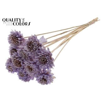 QC Shola Zinnia Fleur sur tige | Couleur: Lait-violet | Shola Zinia | Diamètre 6 centimeter | Longueur ± 50 centimeter | 10 tiges d'appoint par bouquet | Par bouquet
