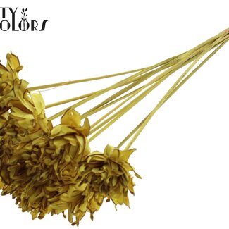 QC Shola Dennenhouten Fleur sur tige | Couleur : Jaune | Shola Slice Pine Pique-fleur | Diamètre de la fleur 6 centimètres | Longueur du pique-fleur ± 50 centimètres | 10 piques-fleurs par bouquet