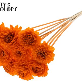 QC Shola Wooden Zinnia on stick | Colour: Orange | Shola Zinnia Flower Stick | Flower diameter 6 centimetres | Stick length ± 50 centimetres | 10 sticks per bunch
