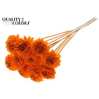 QC Shola Zinnia Fleur sur tige | Couleur: Orange | Shola Zinia | Diamètre 6 centimeter | Longueur ± 50 centimeter | 10 piques par bouquet | Par bouquet