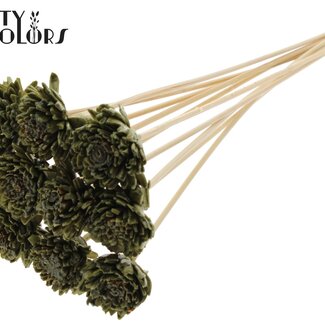 QC Shola Wood with Zinnia on Stick | Colour: Olive Green | Shola Zinnia Flower Stick | Flower Diameter 6 centimetres | Stick Length ± 50 centimetres | 10 sticks per bunch