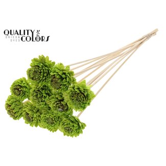 QC Shola Zinnia met was op stok | Kleur: Lichtgroen | Shola Zinia | Diameter 6 centimeter | Lengte ± 50 centimeter | 10 bijstekers per bos | Per bos