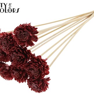 QC Shola Zinnia mit Wachs auf Stiel | Farbe: Bordeauxrot | Shola Zinia | Durchmesser 6 centimeter | Länge ± 50 centimeter | 10 Beistecker pro Bund | Pro Bund