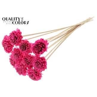 QC Shola Zinnia met was op stok | Kleur: Kerskleurig | Shola Zinia | Diameter 6 centimeter | Lengte ± 50 centimeter | 10 bijstekers per bos | Per bos