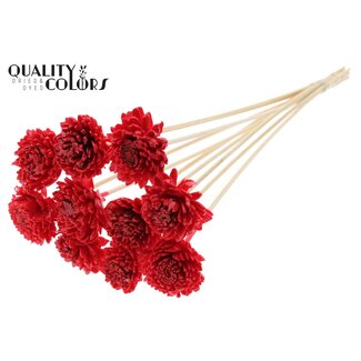 QC Shola Zinnia with wax on stem | Colour: Red | Shola Zinia | Diameter 6 centimetre | Length ± 50 centimetre | 10 extra picks per bunch | Per bunch