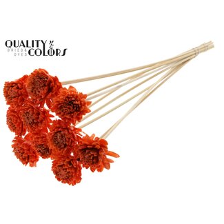 QC Shola Zinnia met was op stok | Kleur: Oranje | Shola Zinia | Diameter 6 centimeter | Lengte ± 50 centimeter | 10 bijstekers per bos | Per bos