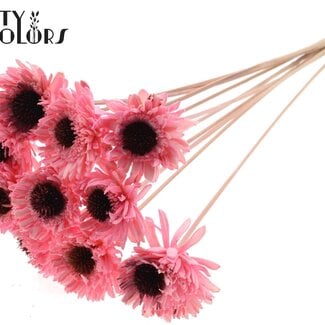 QC Shola Marguerite Tournesol sur tige | Couleur: Rose clair | Shola Marguerite Tournesol | Diamètre 6 centimeter | Longueur ± 50 centimeter | 10 piques par bouquet | Par bouquet
