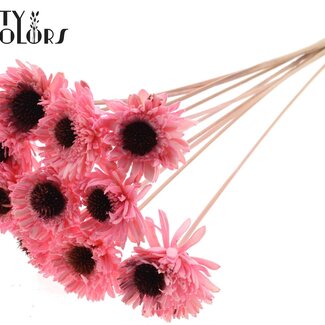 QC Shola Wooden Daisy Sunflower on stick | Colour: Light Pink | Shola Daisy Sunflower Stick | Flower diameter 6 centimetres | Stick length ± 50 centimetres | 10 sticks per bunch