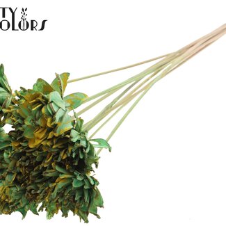 QC Shola-Blume am Stiel | Farbe: Gesprenkelt Mintgrün Gelb | Shola Slice Pine | Durchmesser 6 centimeter | Länge ± 50 centimeter | 10 Beistecker pro Bund | Pro Bund