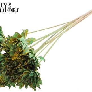 QC Shola Dennenhouten Bloem op stok | Kleur: Gespetterd Mintgroen Geel | Shola Slice Pine Bijsteker | Diameter bloem 6 centimeter | Lengte bijsteker ± 50 centimeter | 10 bijstekers per bos