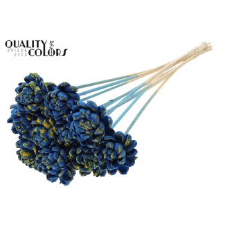 QC Shola Rose sur tige | Couleur: Éclaboussé Bleu Jaune | Shola New Beauty Rose | Diamètre 6 centimeter | Longueur ± 50 centimeter | 10 piques d'appoint par bouquet | Par bouquet
