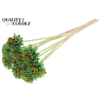 QC Shola Zinnia Flower on stick | Colour: Speckled Mint Green Yellow | Shola Zinia | Diameter 6 centimeter | Length ± 50 centimeter | 10 extra picks per bunch | Per bunch