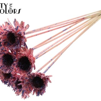 QC Shola Gänseblümchen-Sonnenblume am Stiel | Farbe: Gesprenkelt Rosa Milchviolett | Shola Gänseblümchen Sonnenblume | Durchmesser 6 centimeter | Länge ± 50 centimeter | 10 Beistecker pro Bund | Pro Bund