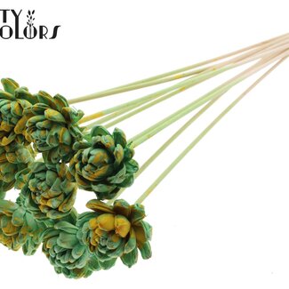QC Shola Houten Rose sur tige | Couleur : Vert menthe jaune moucheté | Shola New Beauty Rose Piquet | Diamètre de la rose 6 centimètres | Longueur du piquet ± 50 centimètres | 10 piquets par bouquet